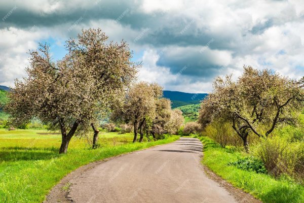 flowering cherry tree