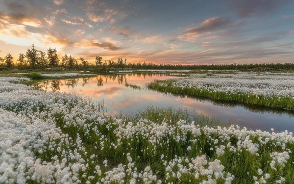 ямальская пушица