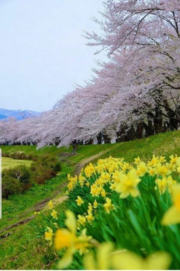 весна природа