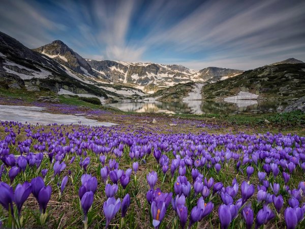 крокус горный цветок эльбрус