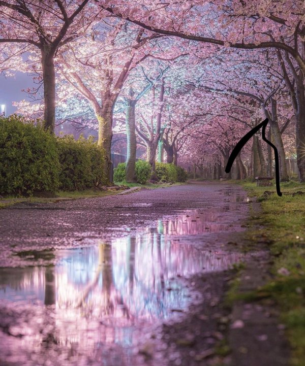 cherry blossom tree