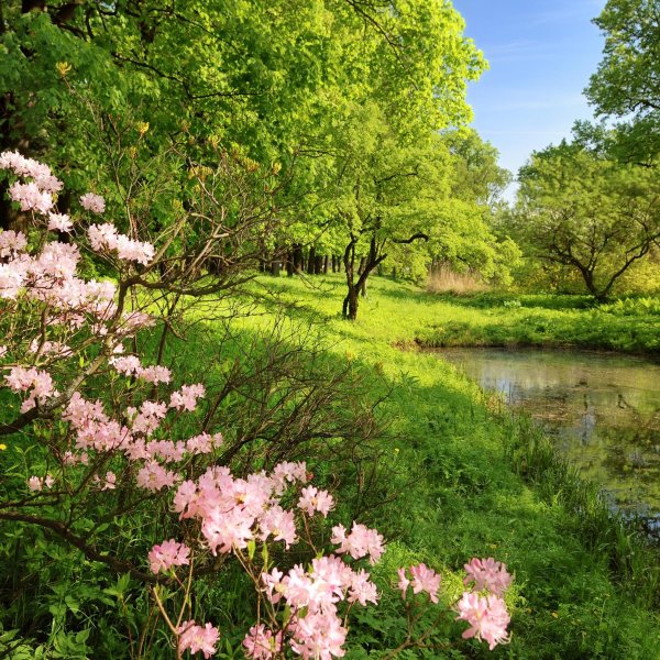 весна природа