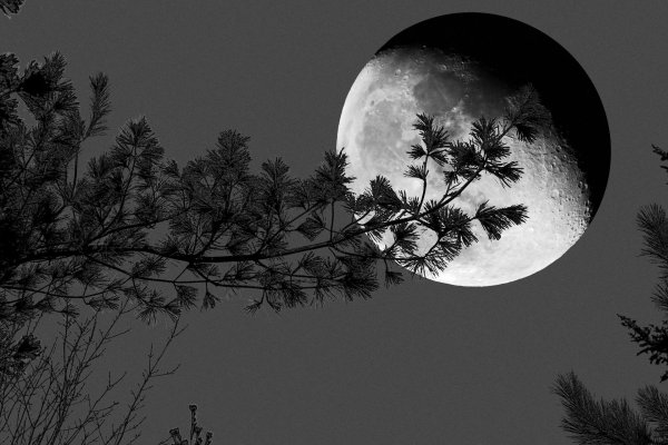 лес с луной