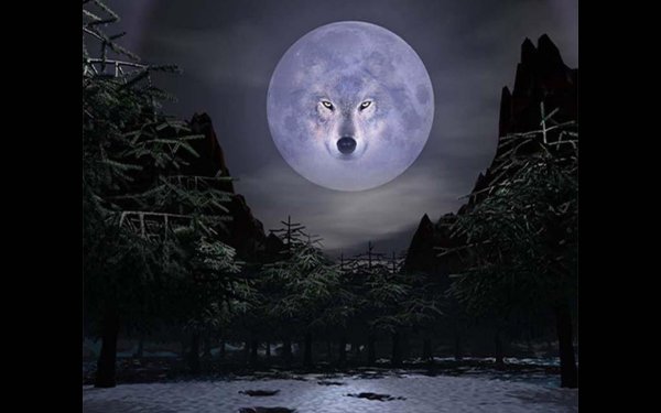 wolf and moon photos
