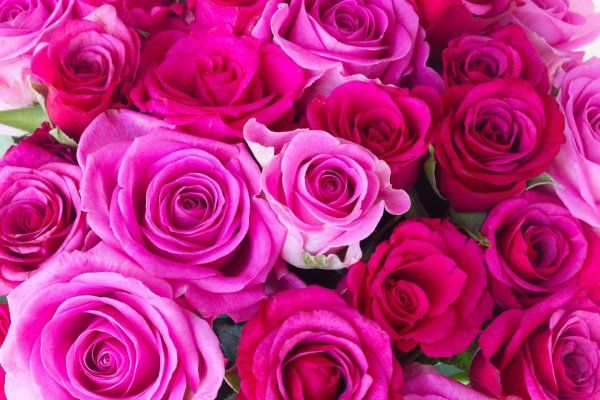 розовый цветок