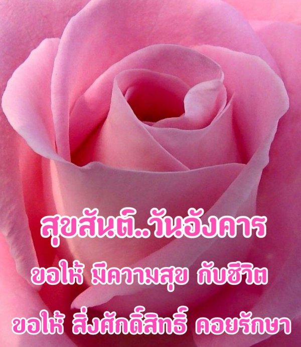 pink rose