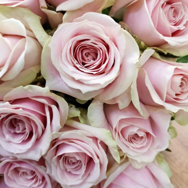 роза свит аваланч