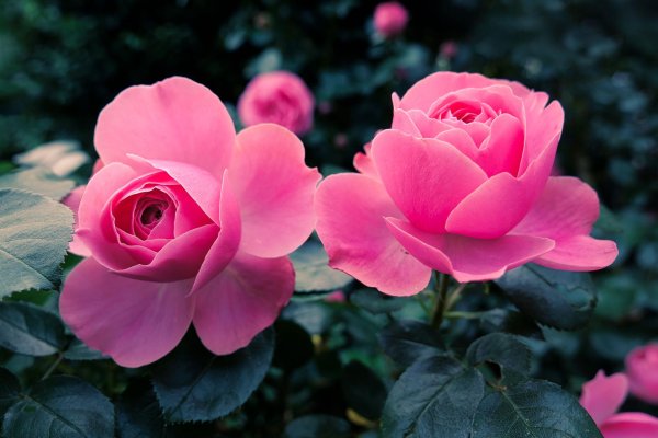 роза красивая