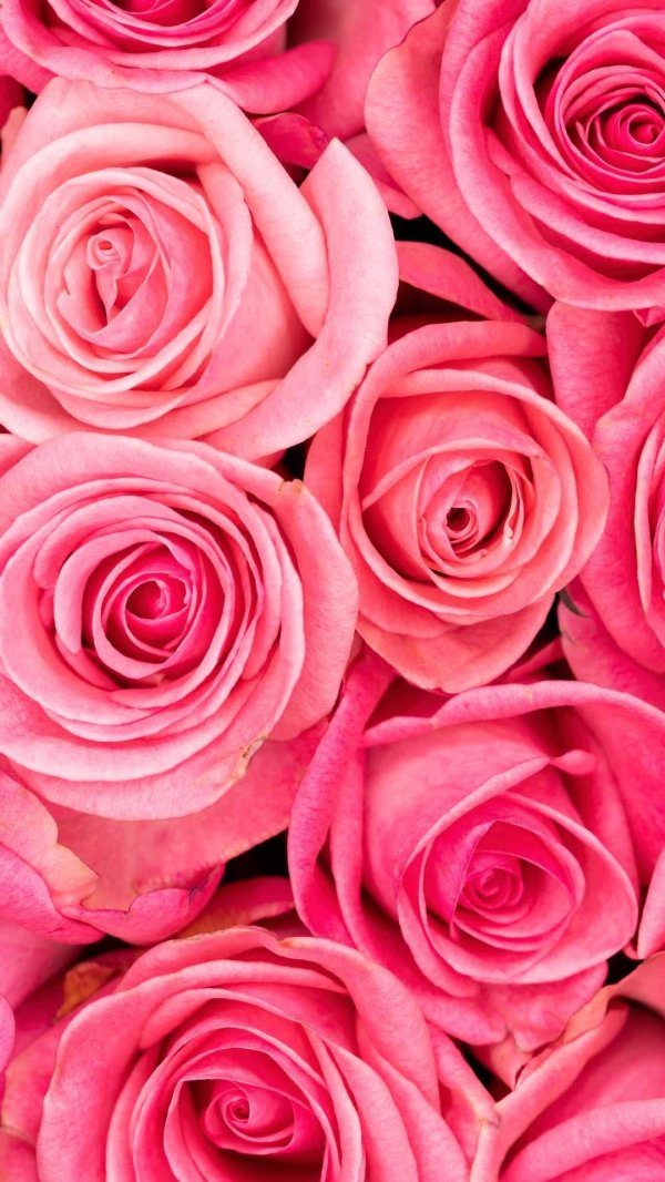 красно розовые розы