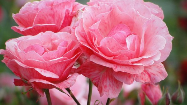 роза флорибунда