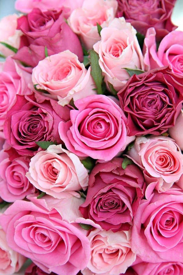 розы пинк фловерс