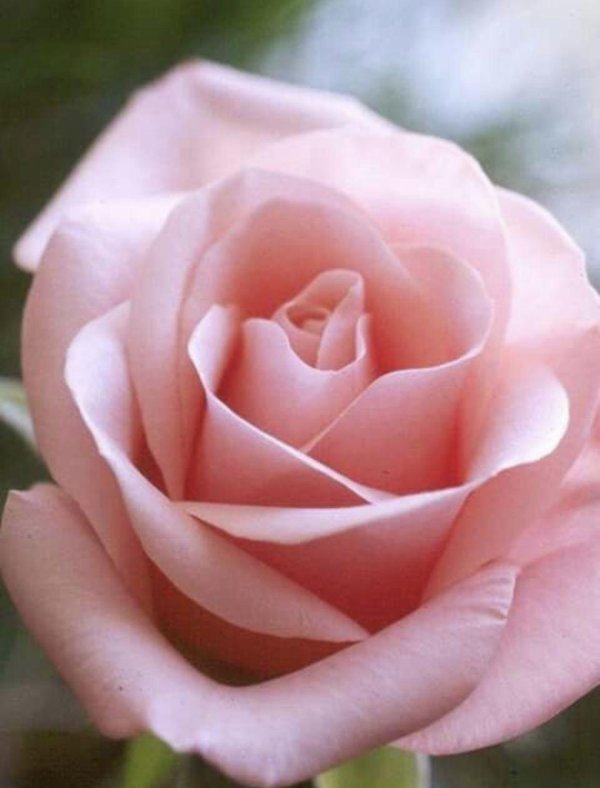 роза чайно гибридная ангажемент