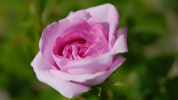 английская роза