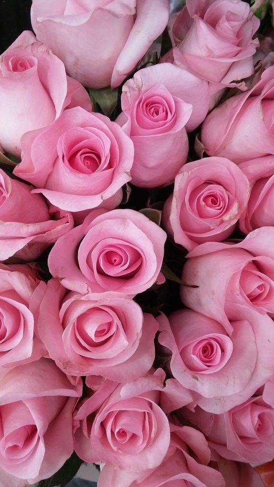 роза розита венделла