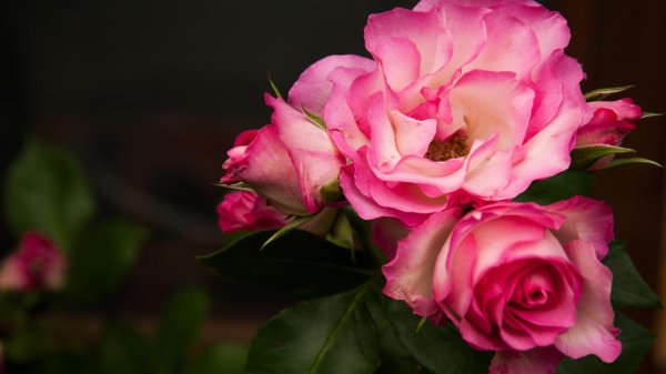 роза юлиандра