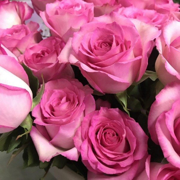 роза ревиваль