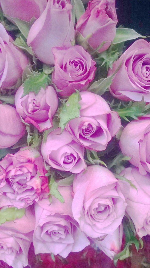 фиолетовая роза