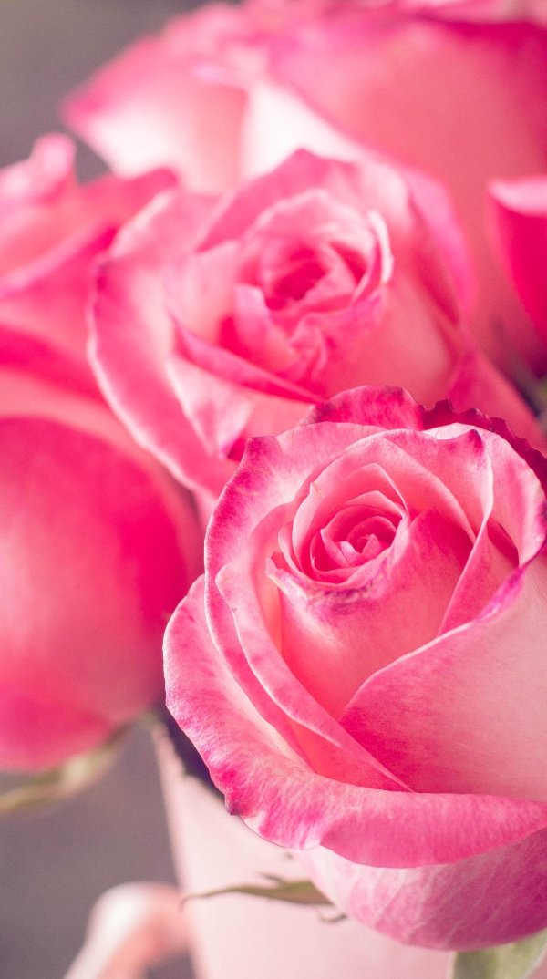 розовый букет роз