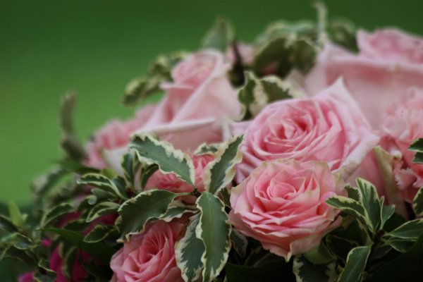 роза кустовая