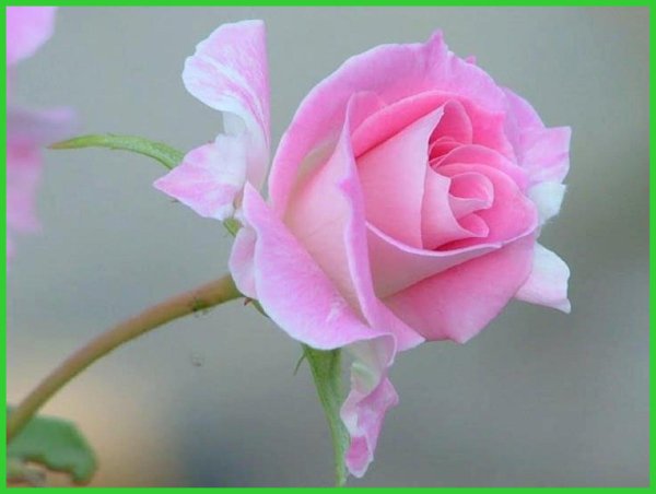 роза нежная