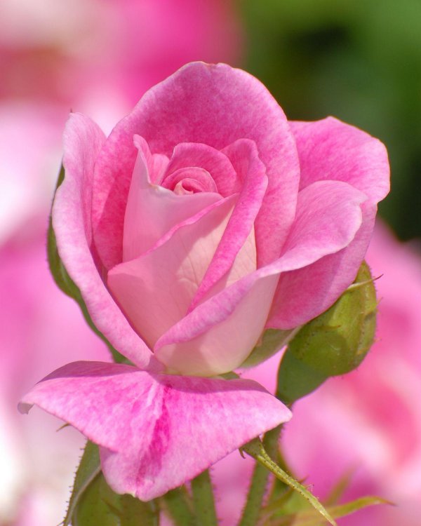 роза пинк экспрешн