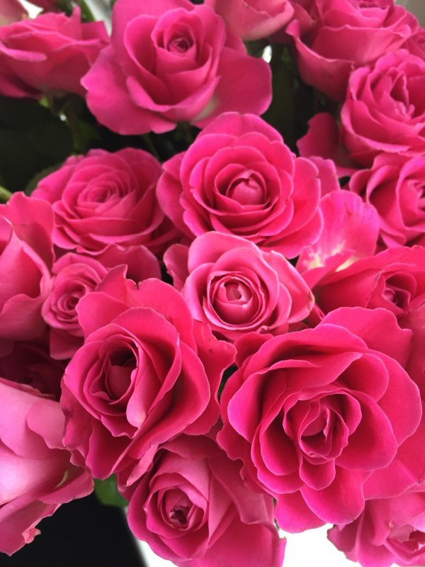 роза армандо