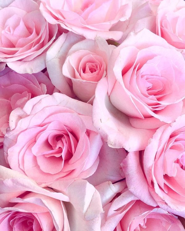 фон розовые розы