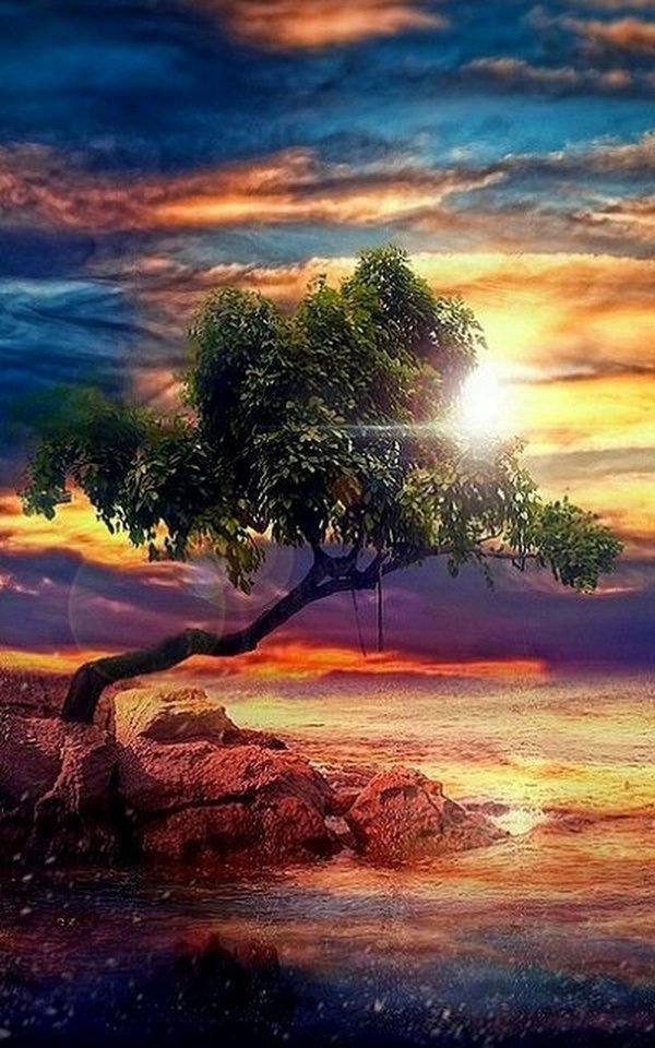 красивое дерево