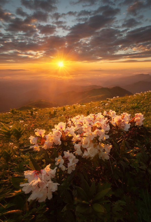 тхач рододендроны