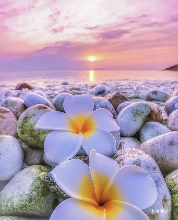 цветок плюмерия