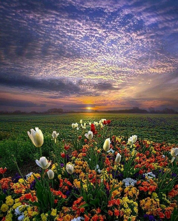 поле цветов