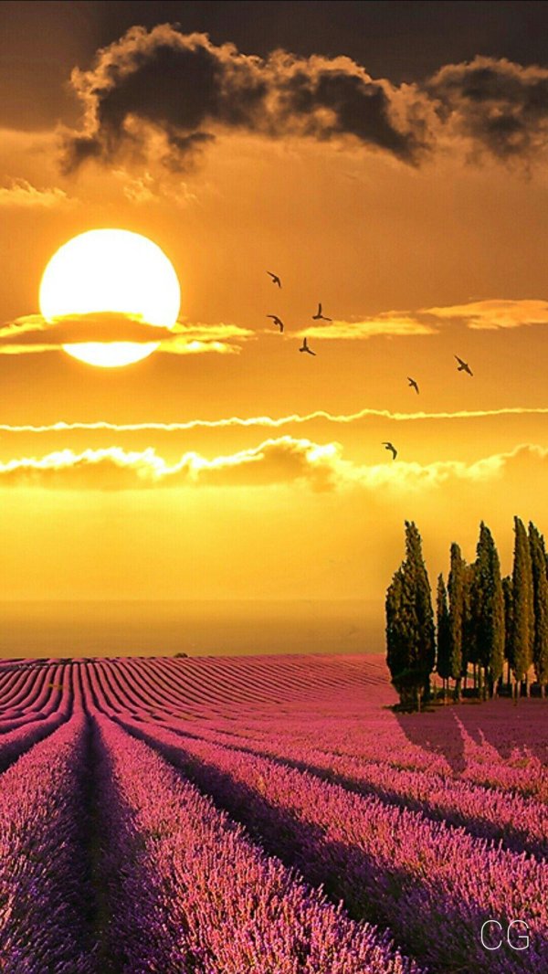 франция лавандовые поля