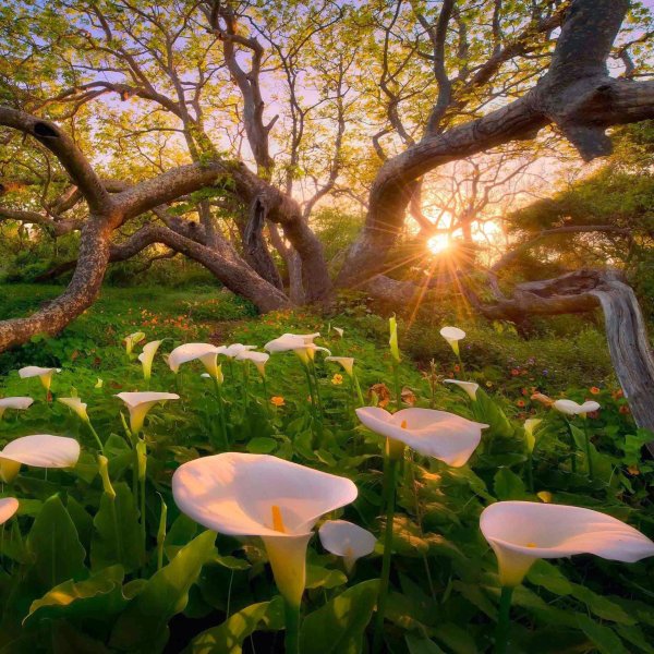 бигсур калифорния дикие каллы