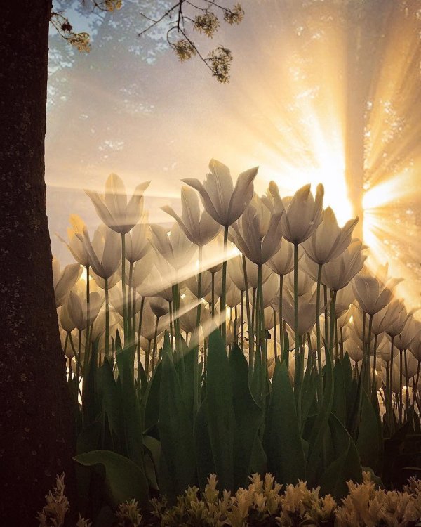 необычное утро солнечное