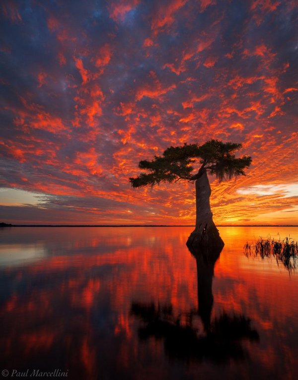 танцующие деревья острова сумба