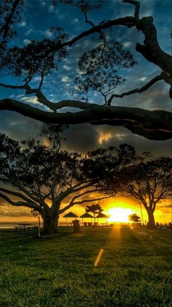 деревья вечером