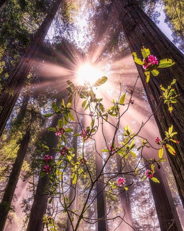 пейзажи лес