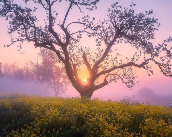 дерево в утреннем тумане