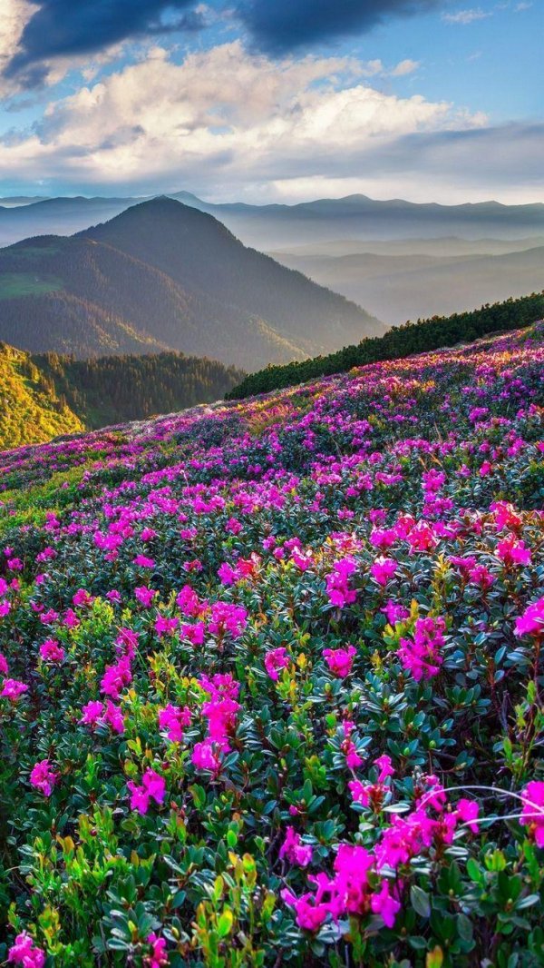 рододендрон в горах монтисибиллини