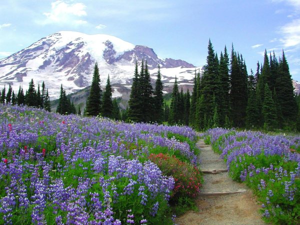 mount rainier national park