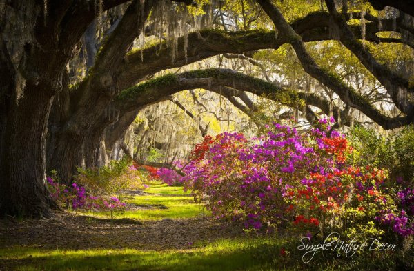 magnolia plantation and gardens