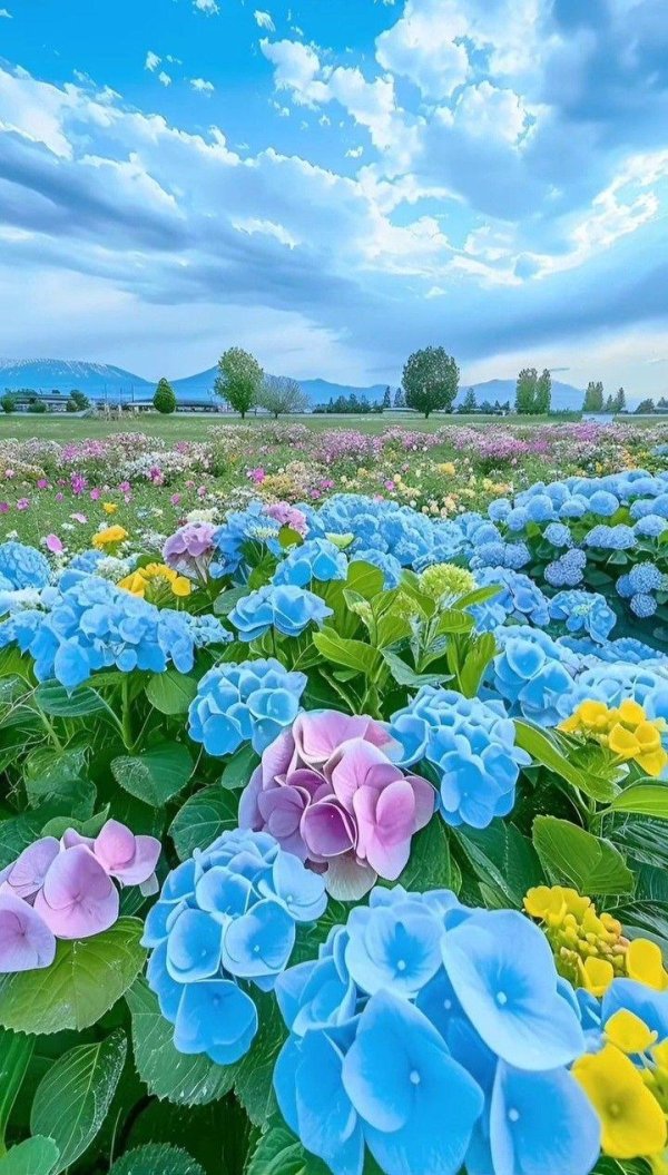 гортензия большая