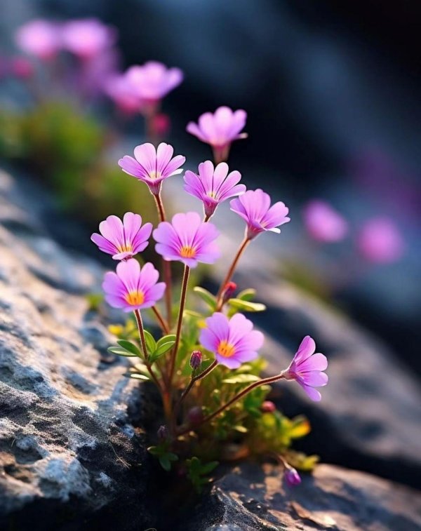 hd beautiful flowers