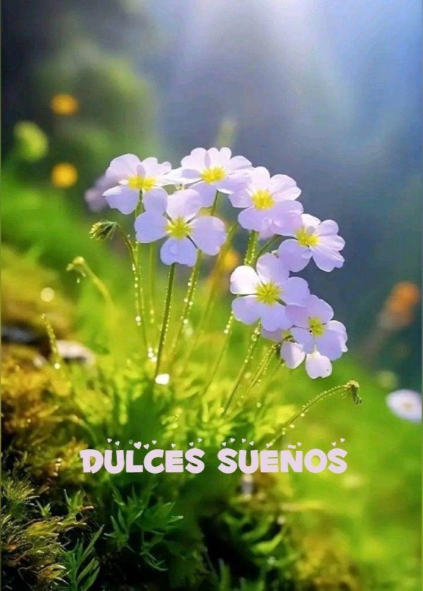 imágenes de flores hermosas