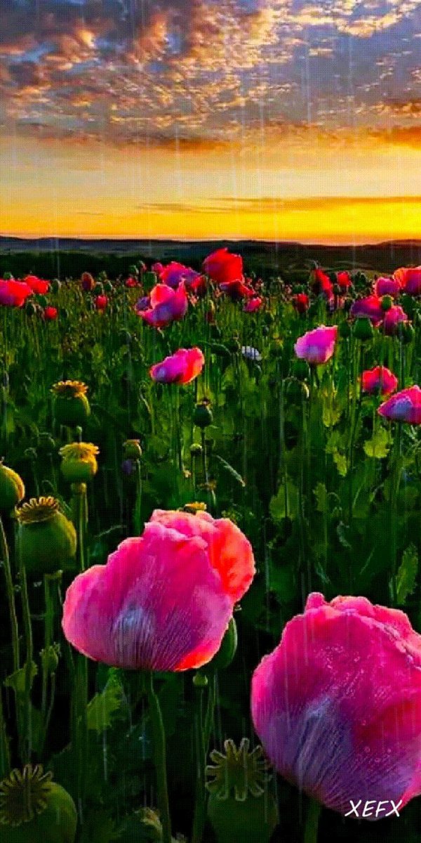 пейзажи с цветами