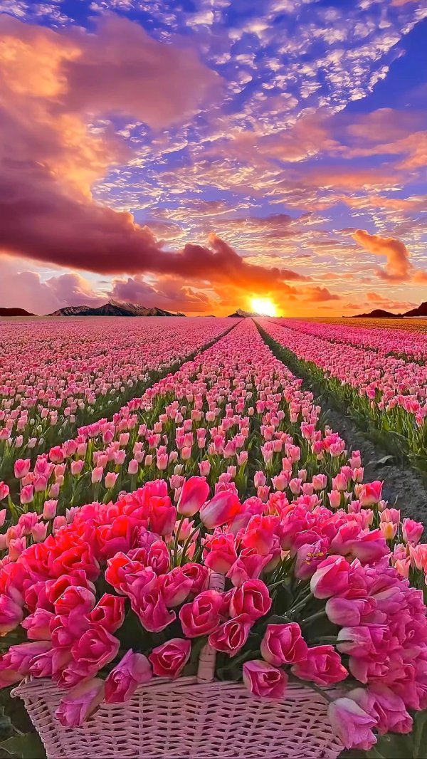 шикарные тюльпаны