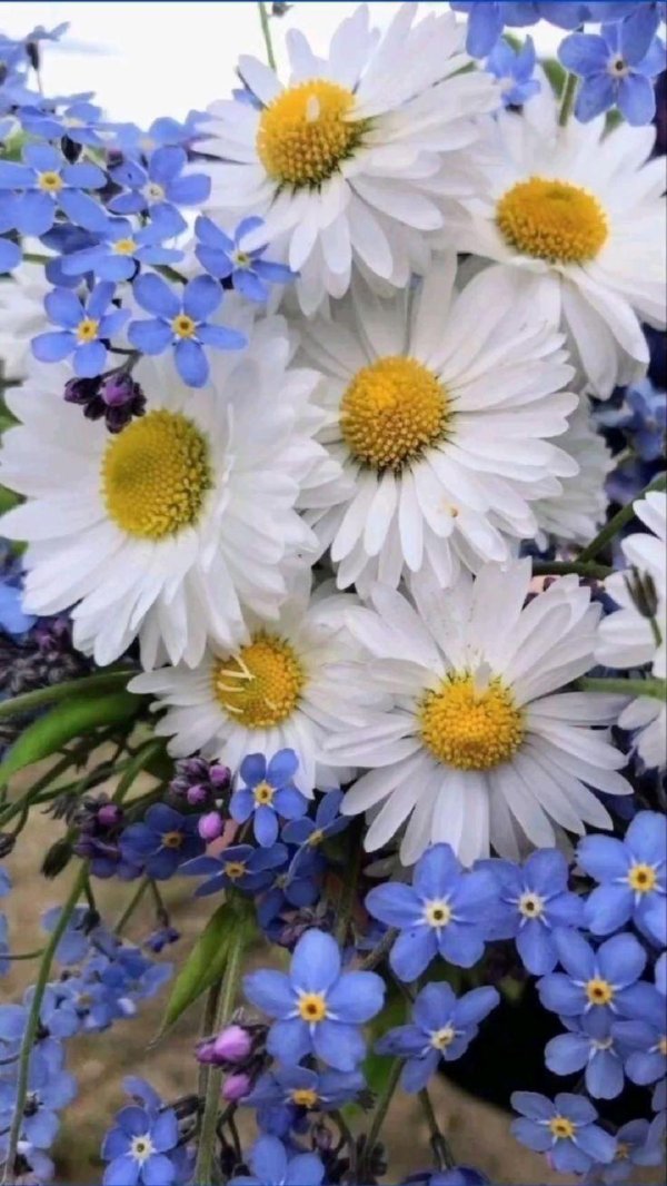 букет незабудки