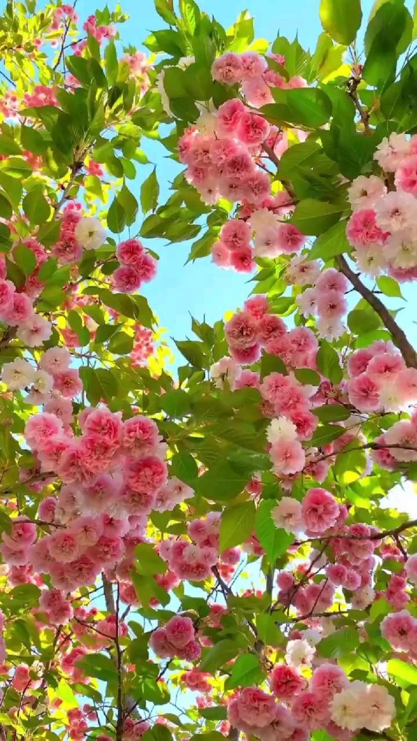 цветущие деревья