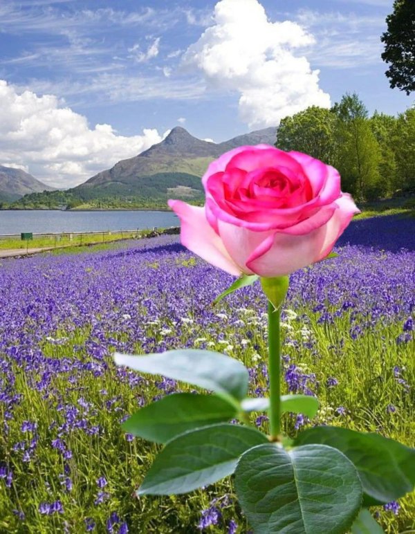 beautiful rose flower