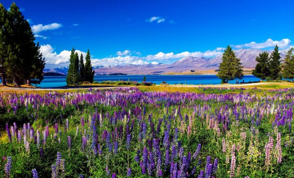 lake tekapo new zealand